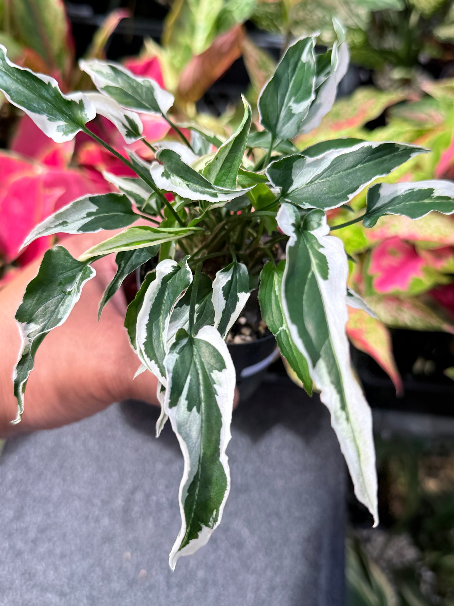 Syngonium 'Ngern Lai Ma' L32