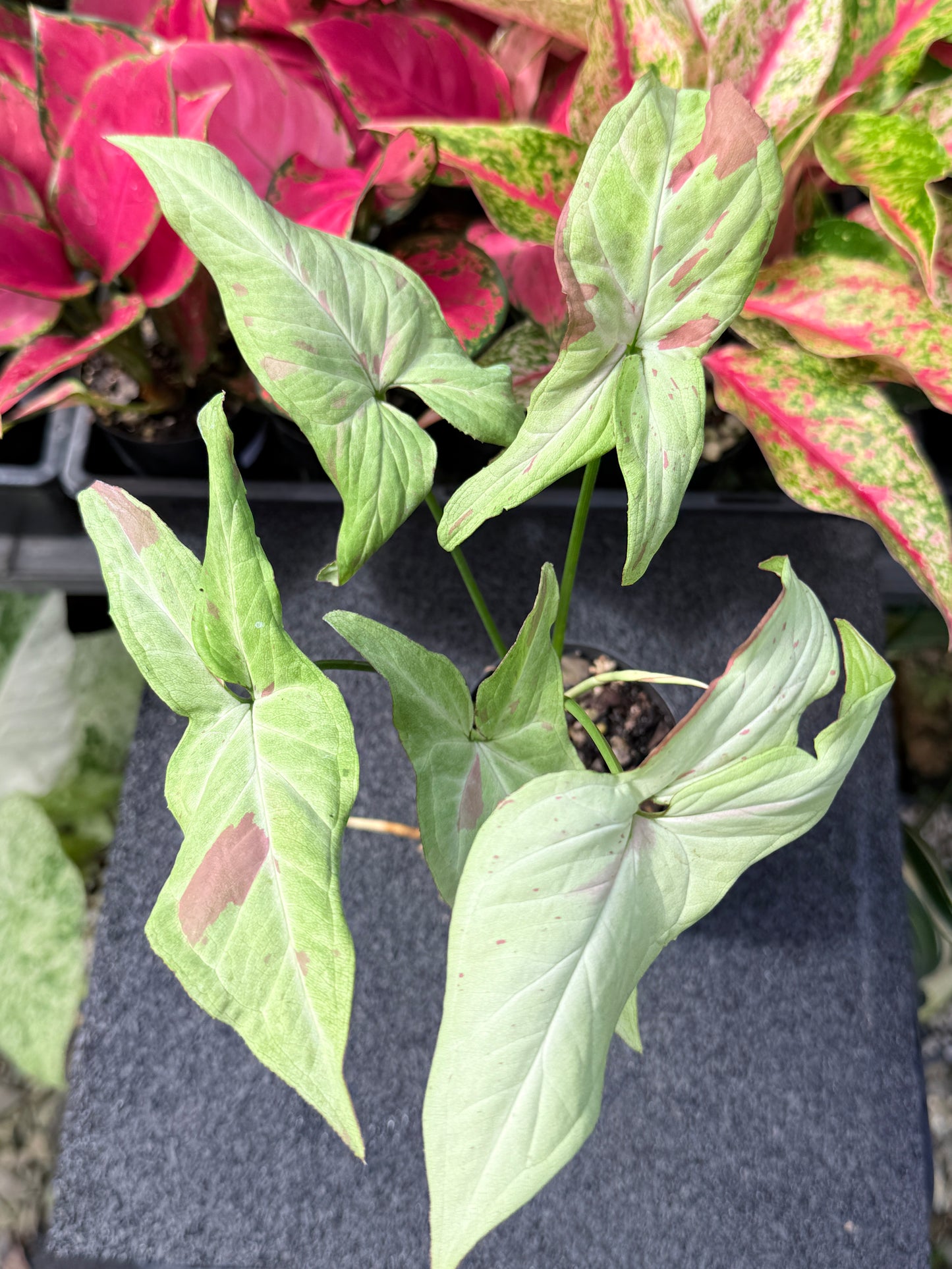 Syngonium 'Pink Salmon' L33