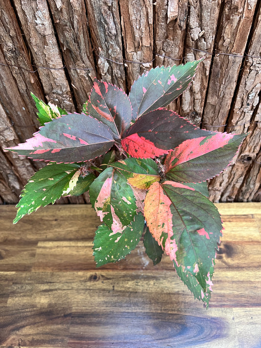 Acalypha wilkesiana Copperleaf D40