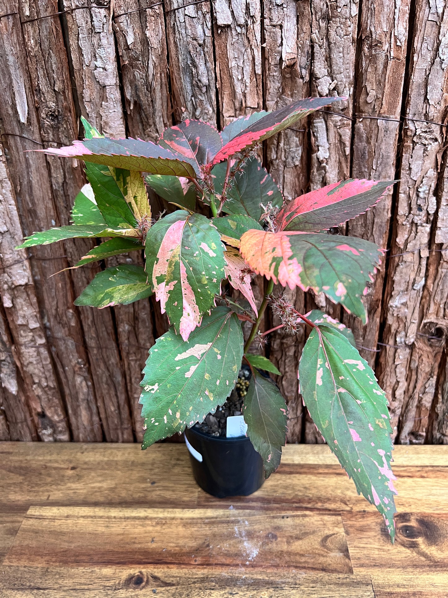 Acalypha wilkesiana Copperleaf D40