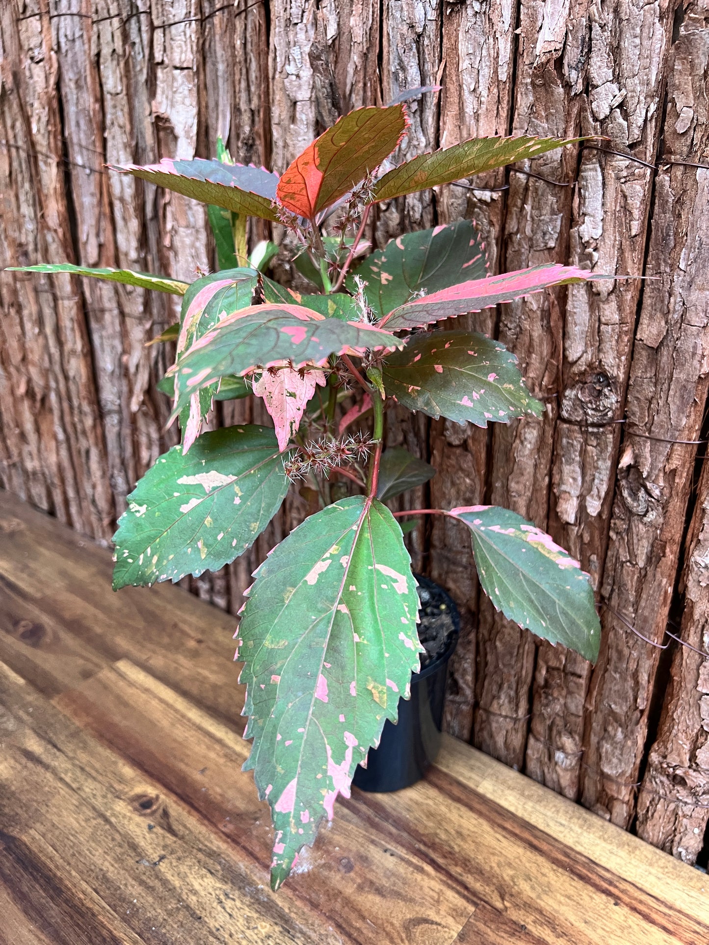 Acalypha wilkesiana Copperleaf D40