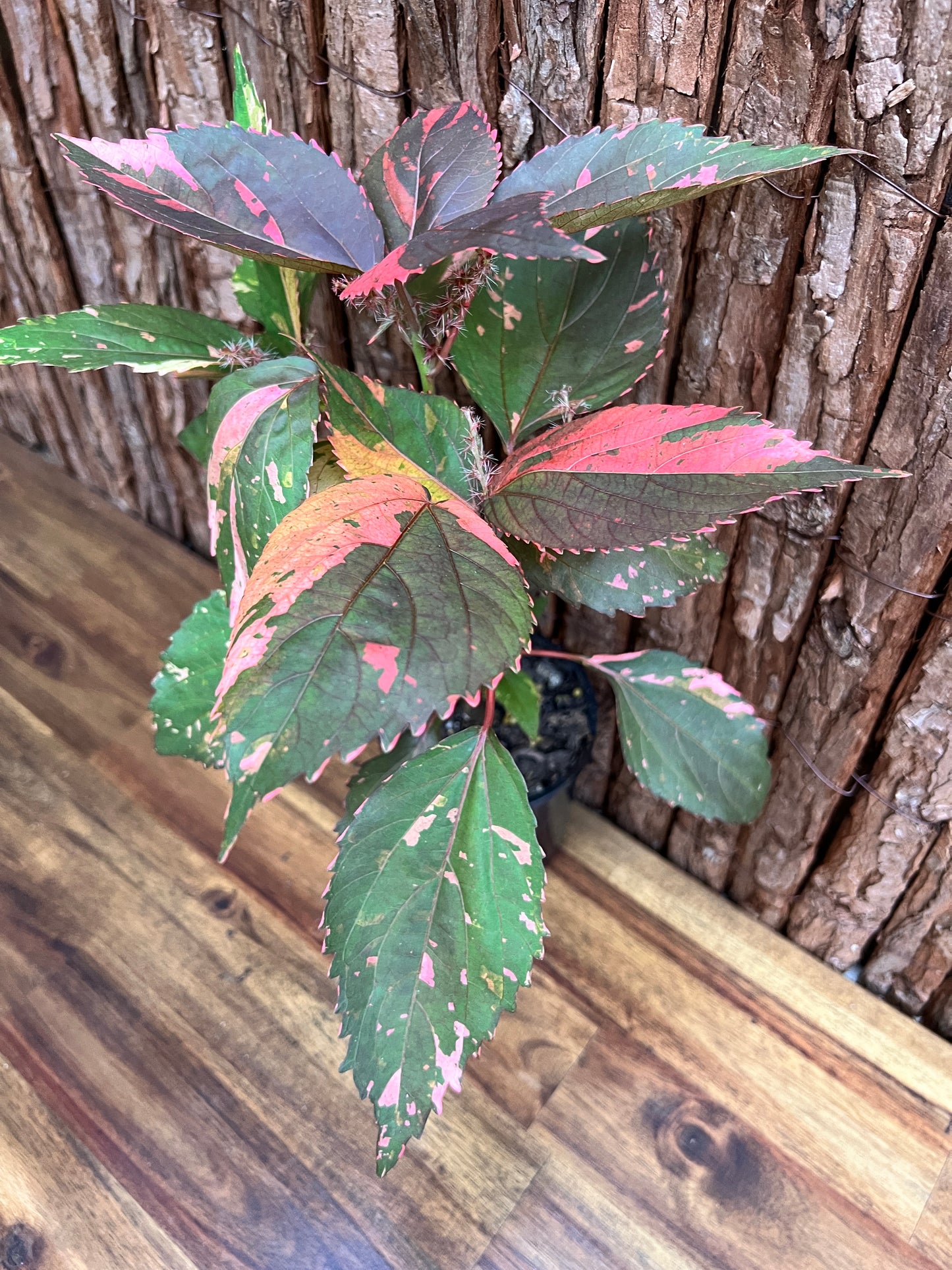 Acalypha wilkesiana Copperleaf D40