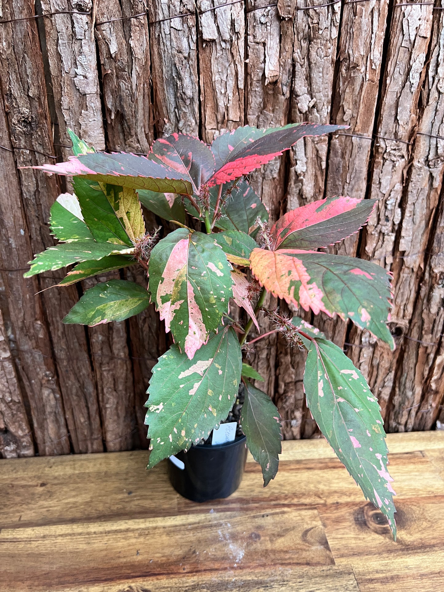 Acalypha wilkesiana Copperleaf D40