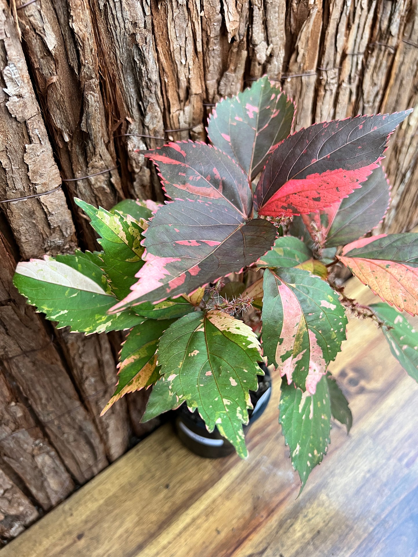 Acalypha wilkesiana Copperleaf D40