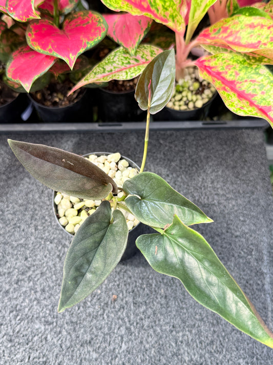 Syngonium 'Red Arrow' L35