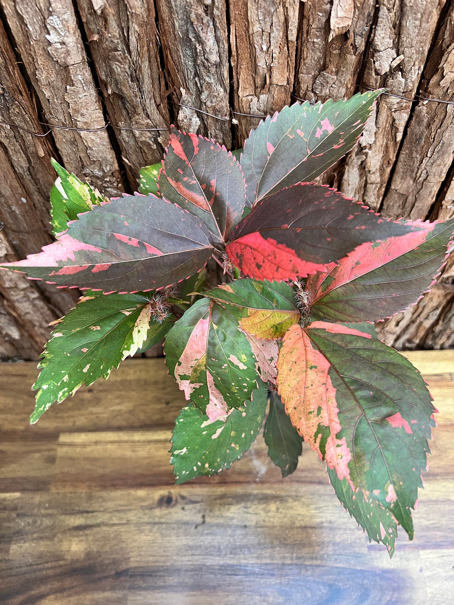 Acalypha wilkesiana Copperleaf D40