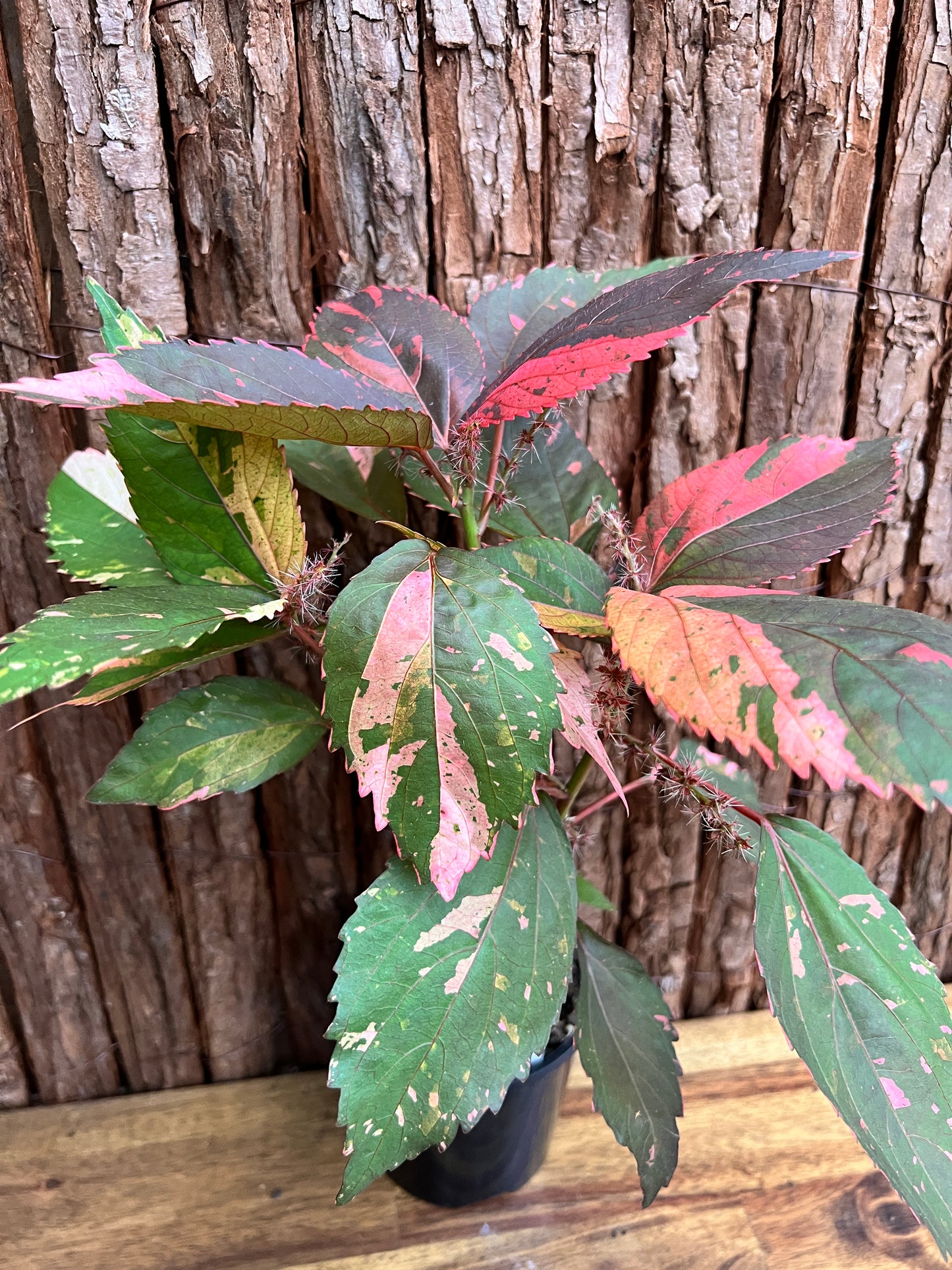 Acalypha wilkesiana Copperleaf D40