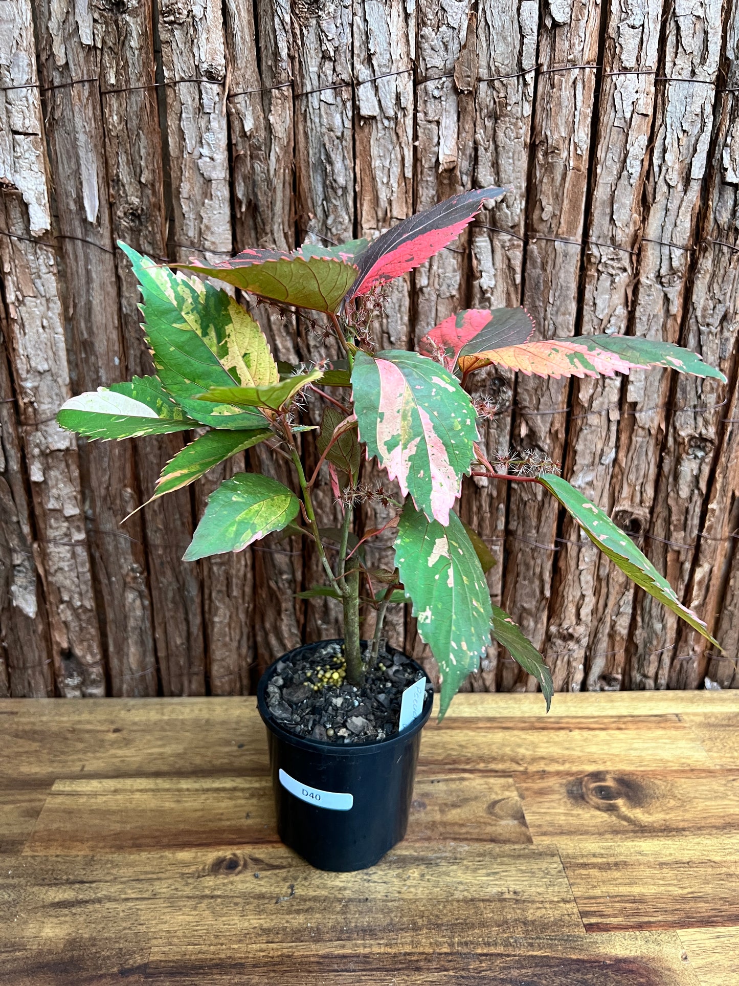 Acalypha wilkesiana Copperleaf D40