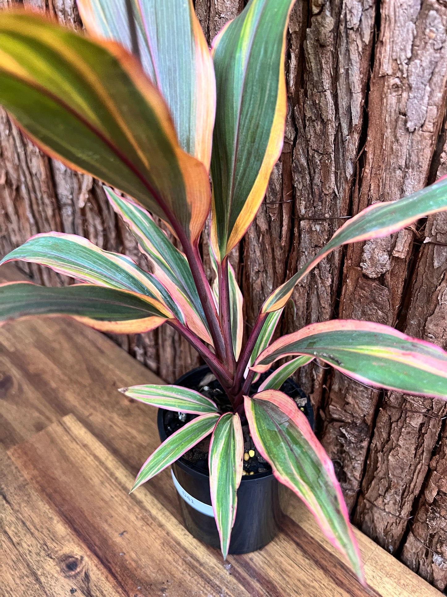 Cordyline Early Morning D41