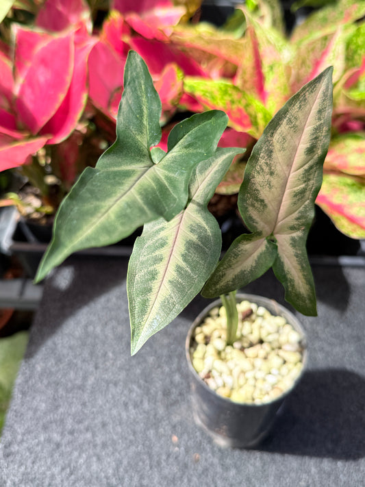 Syngonium 'Black Pink' L37
