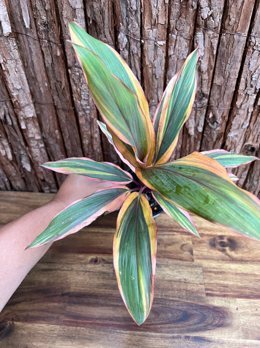 Cordyline Early Morning D42