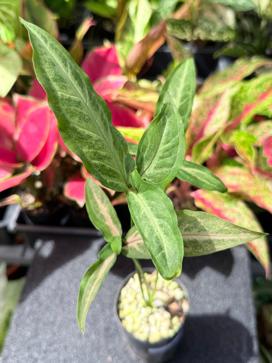Syngonium 'Black Pink' L38