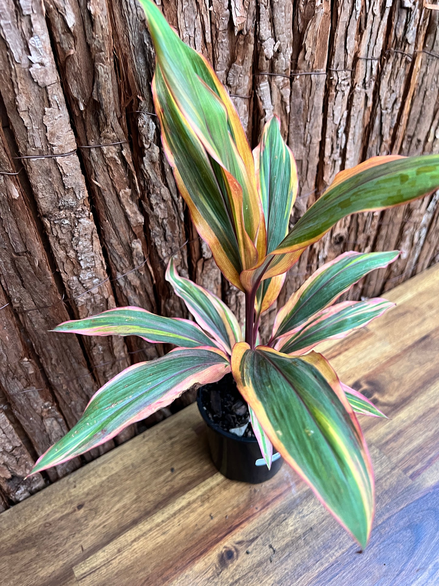 Cordyline Early Morning D42