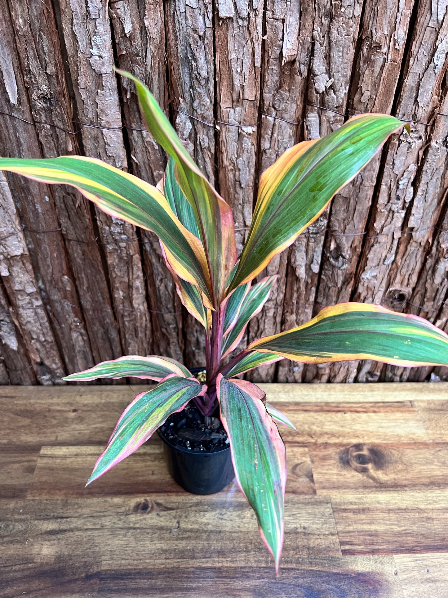 Cordyline Early Morning D42