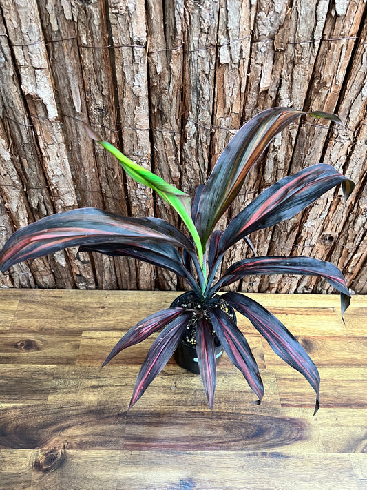 Cordyline Negera Diamond D43