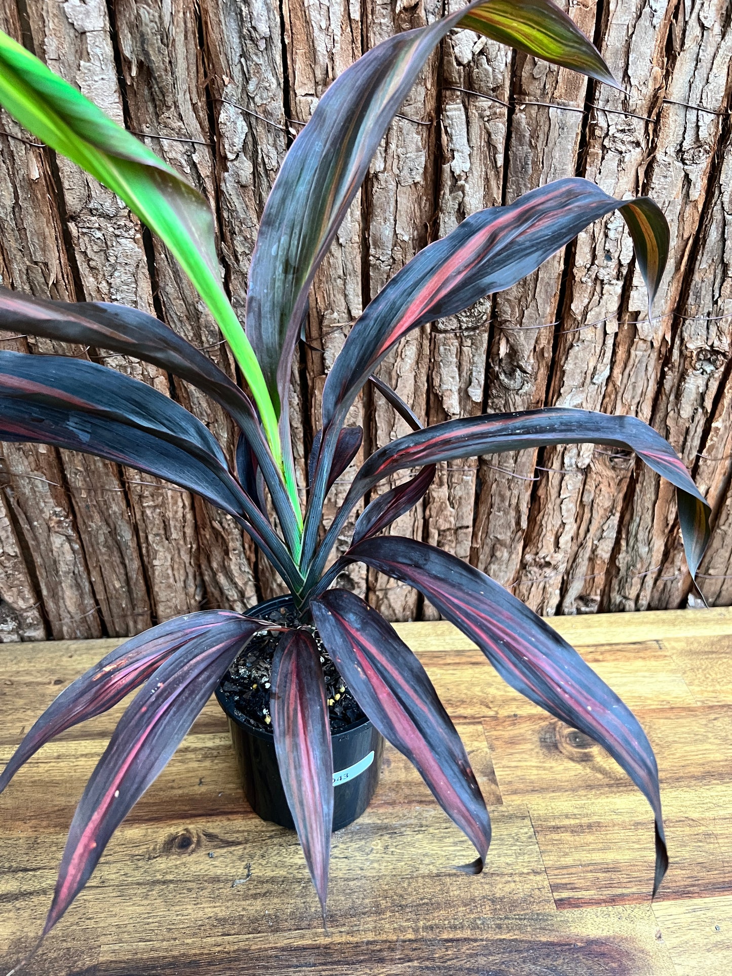 Cordyline Negera Diamond D43