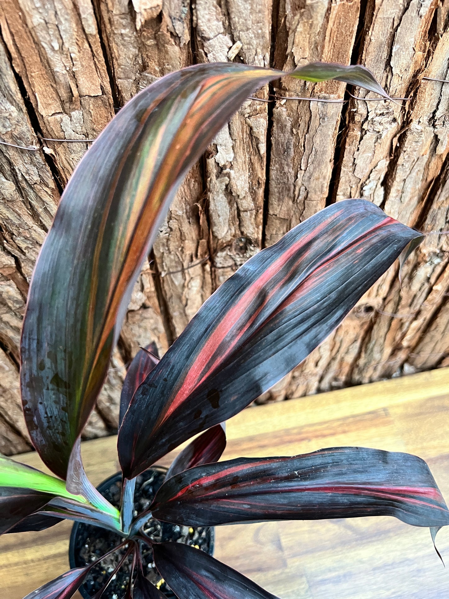 Cordyline Negera Diamond D43