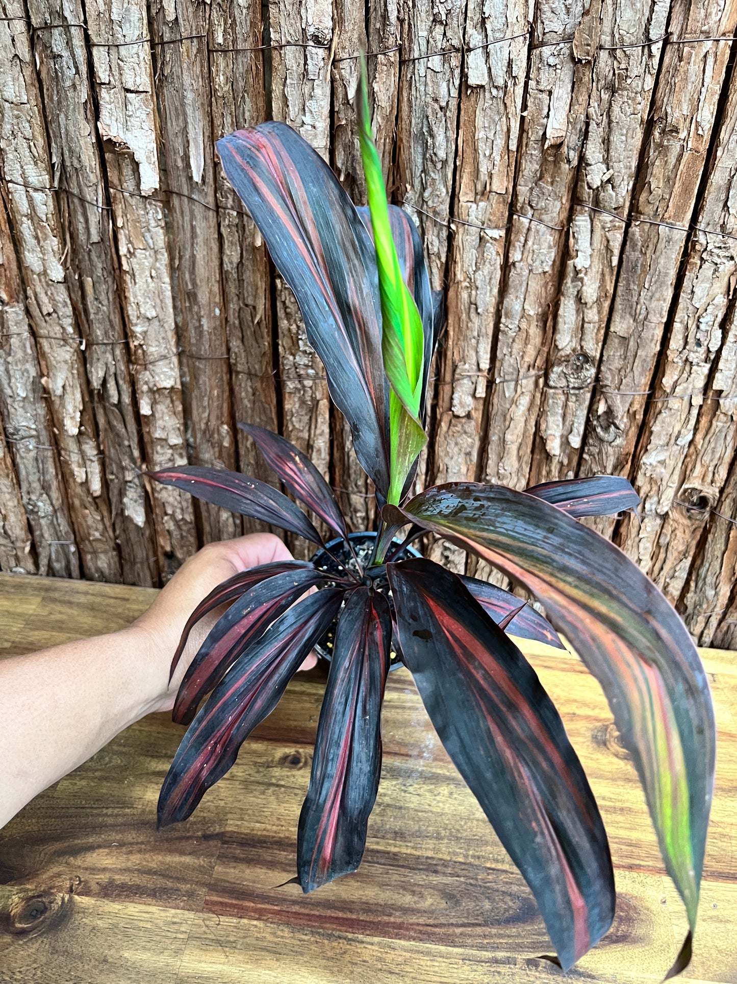 Cordyline Negera Diamond D43