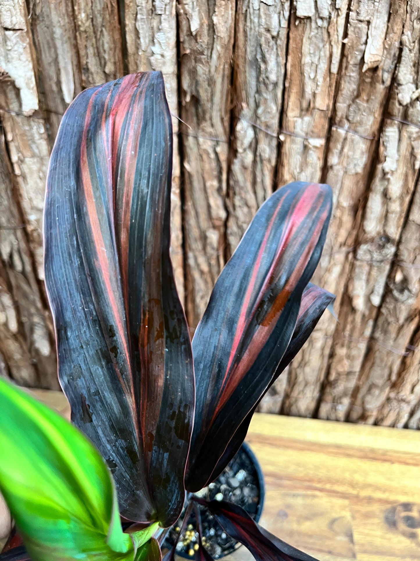 Cordyline Negera Diamond D43