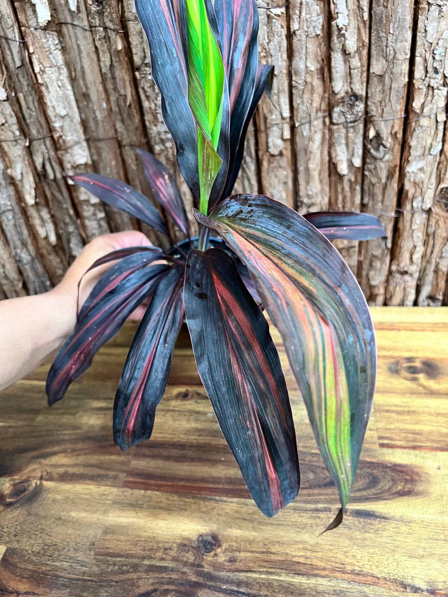 Cordyline Negera Diamond D43