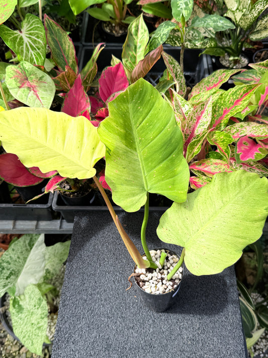 Philodendron 'Snow Drift' L40