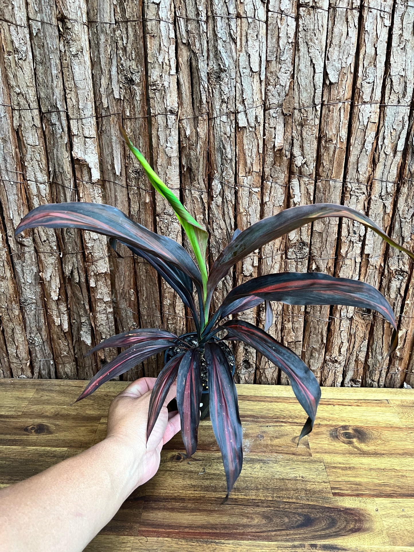 Cordyline Negera Diamond D43