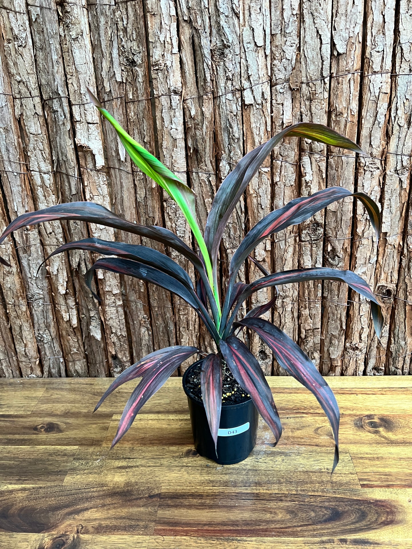 Cordyline Negera Diamond D43