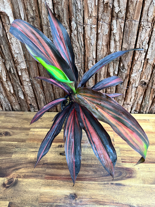 Cordyline Negera Diamond D44