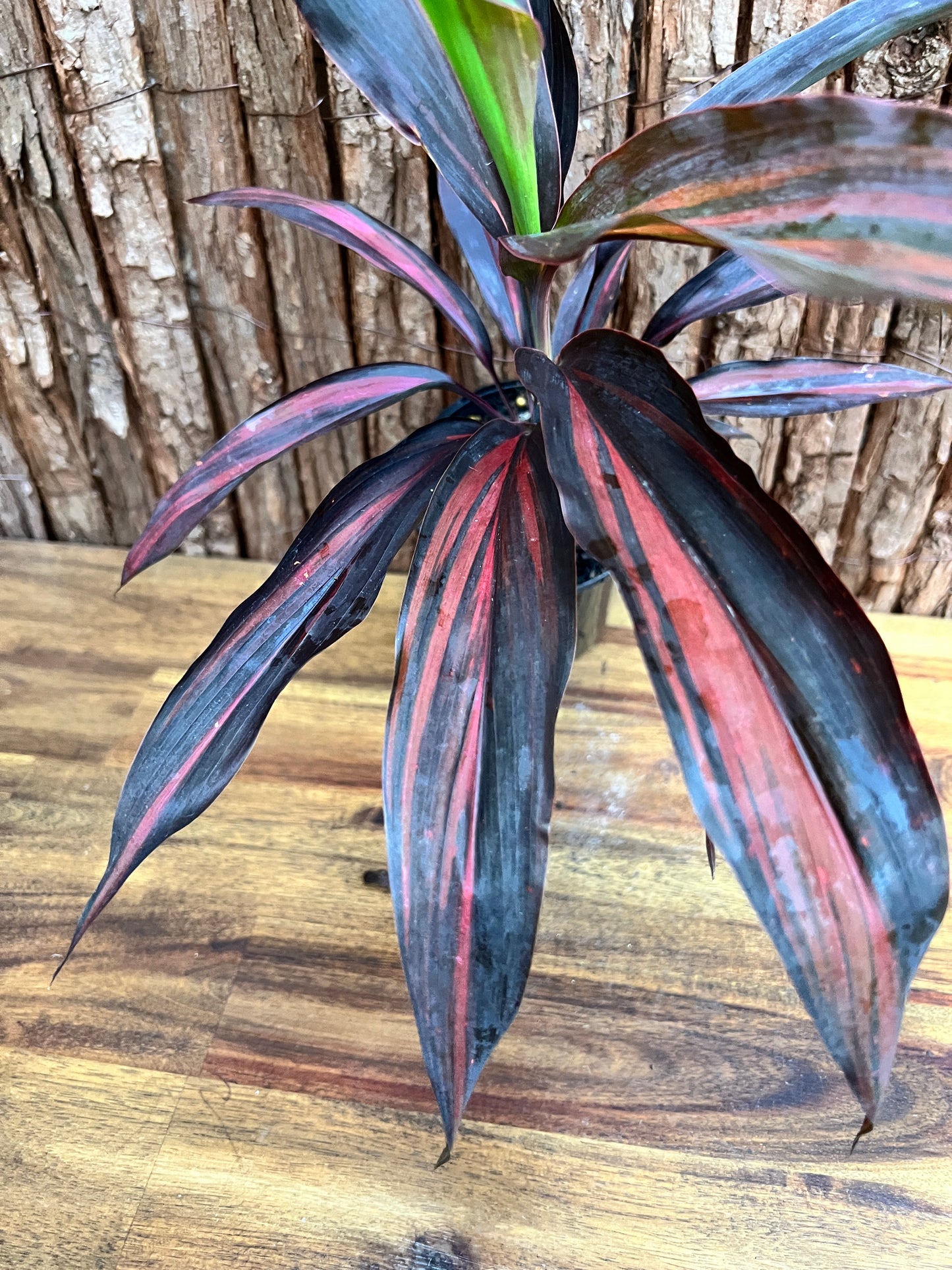 Cordyline Negera Diamond D44