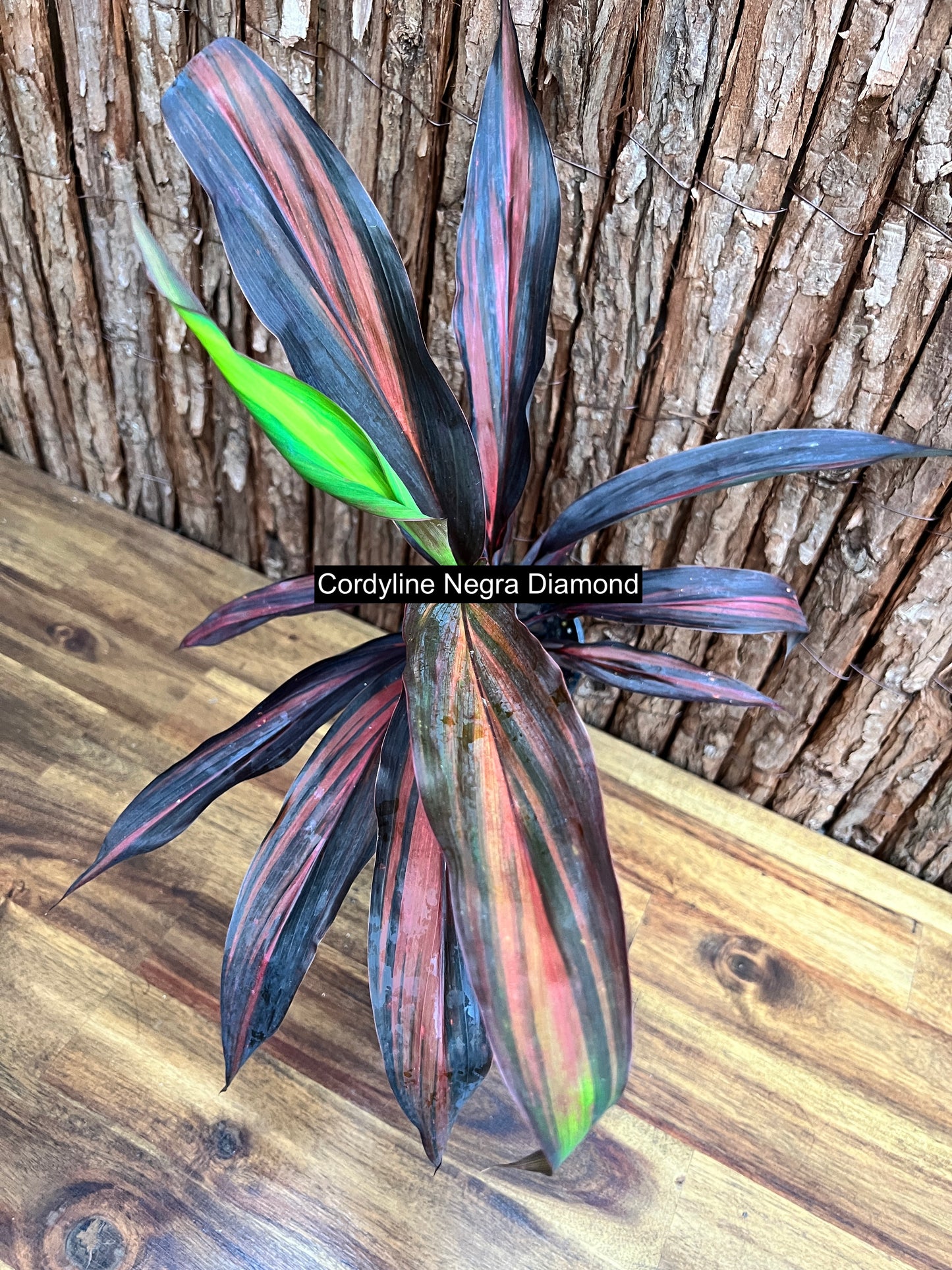 Cordyline Negera Diamond D44