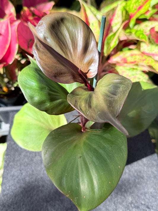 Philodendron 'Red Heart' L42