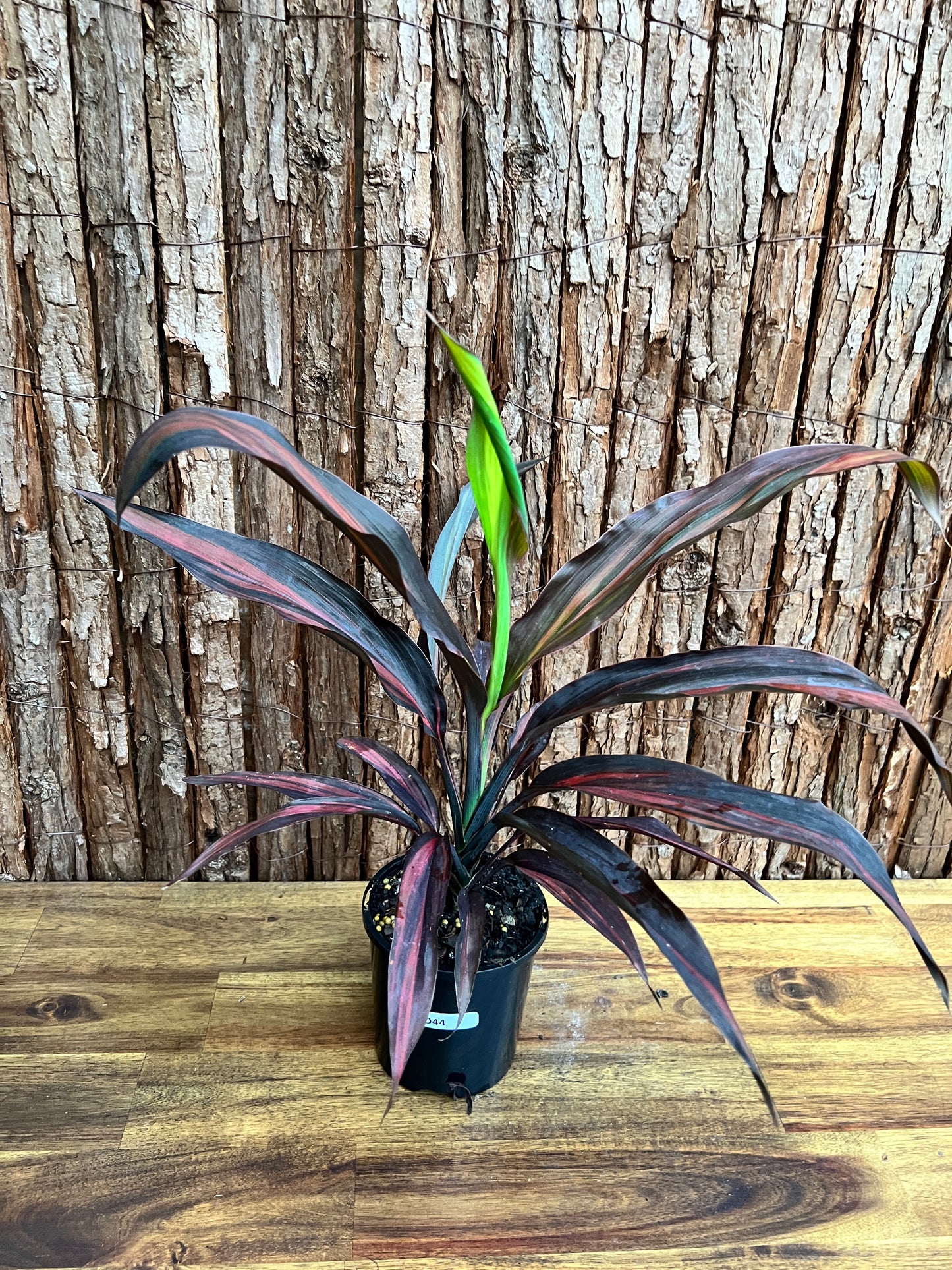 Cordyline Negera Diamond D44