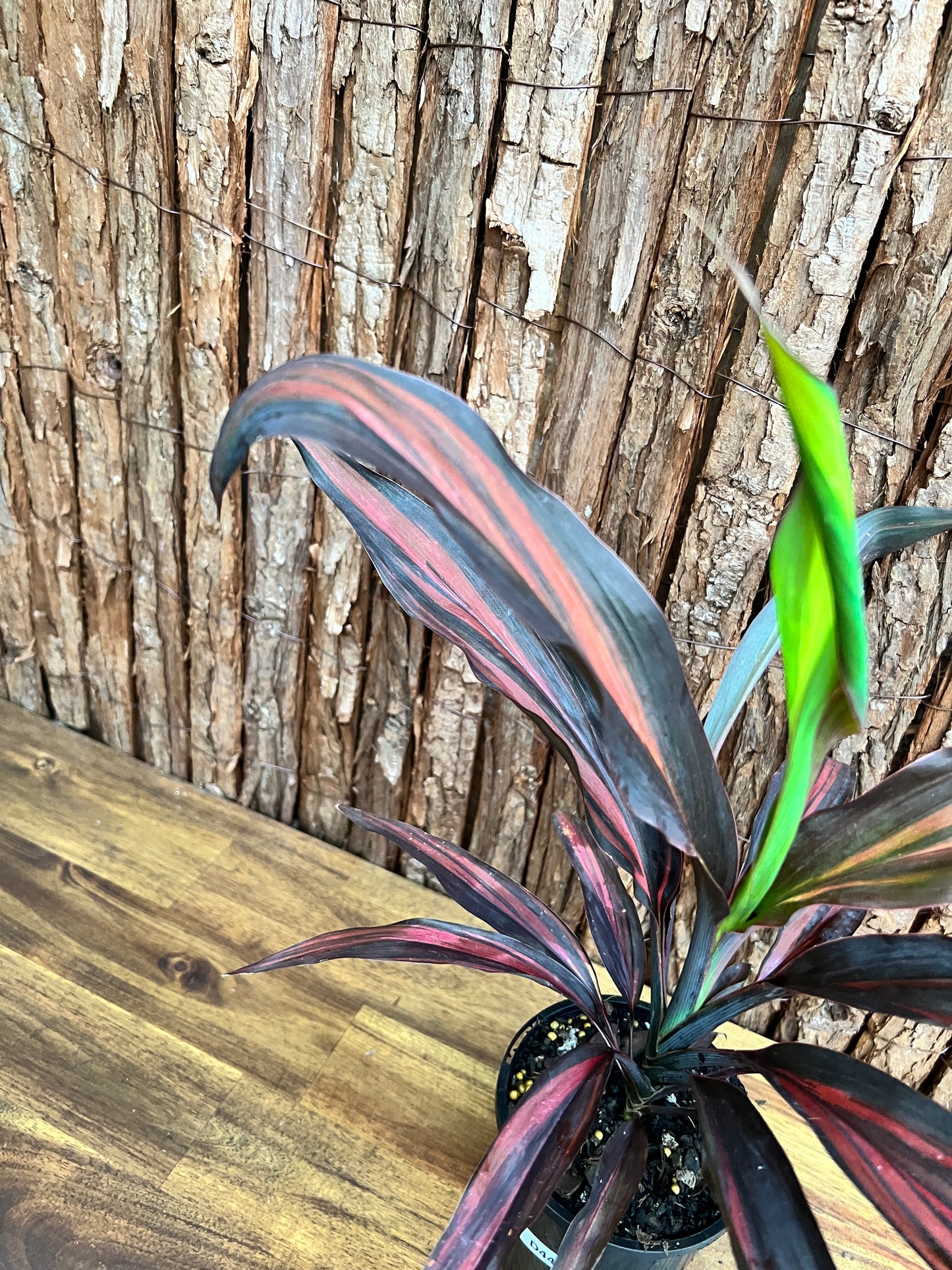 Cordyline Negera Diamond D44