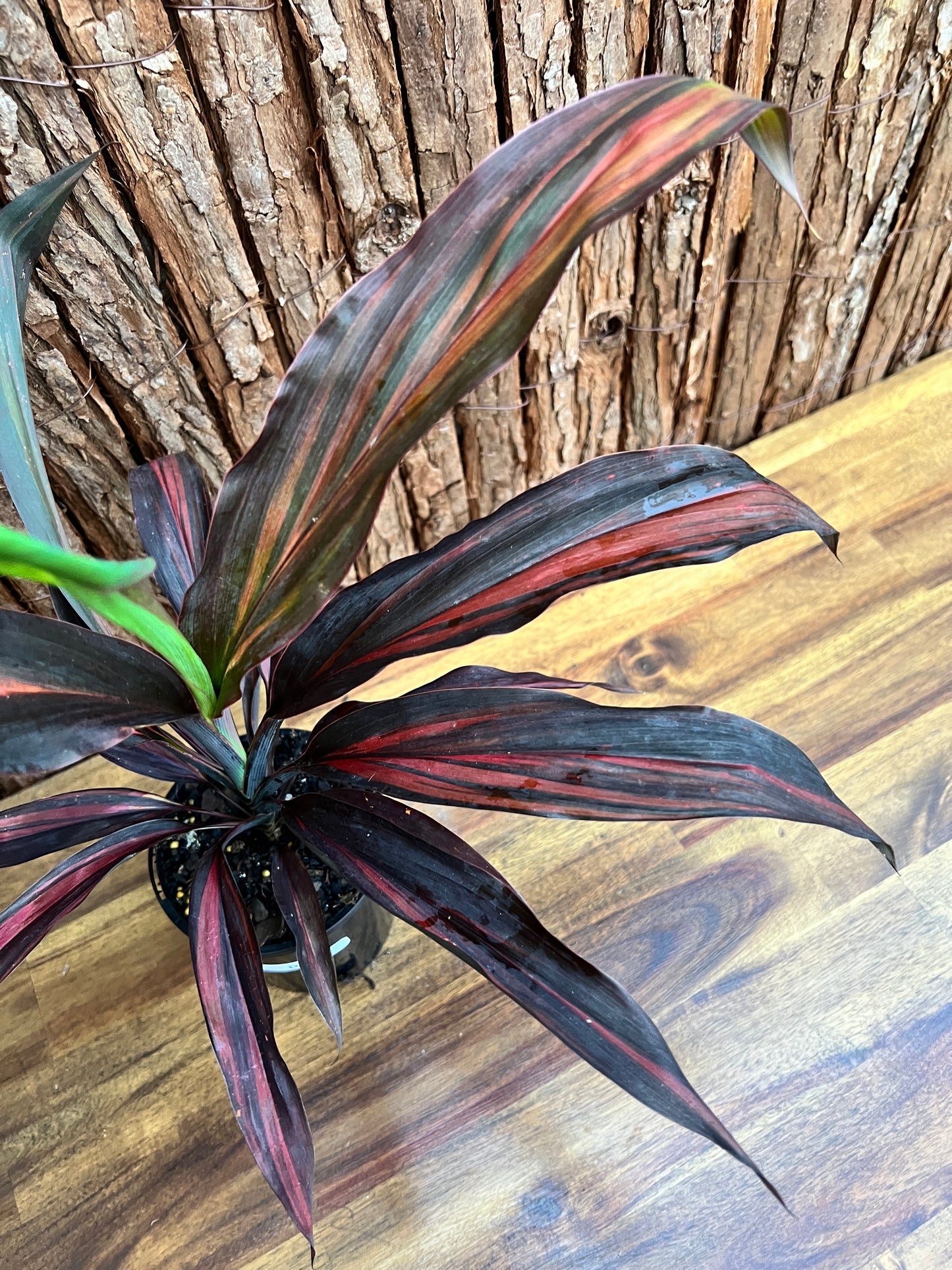 Cordyline Negera Diamond D44