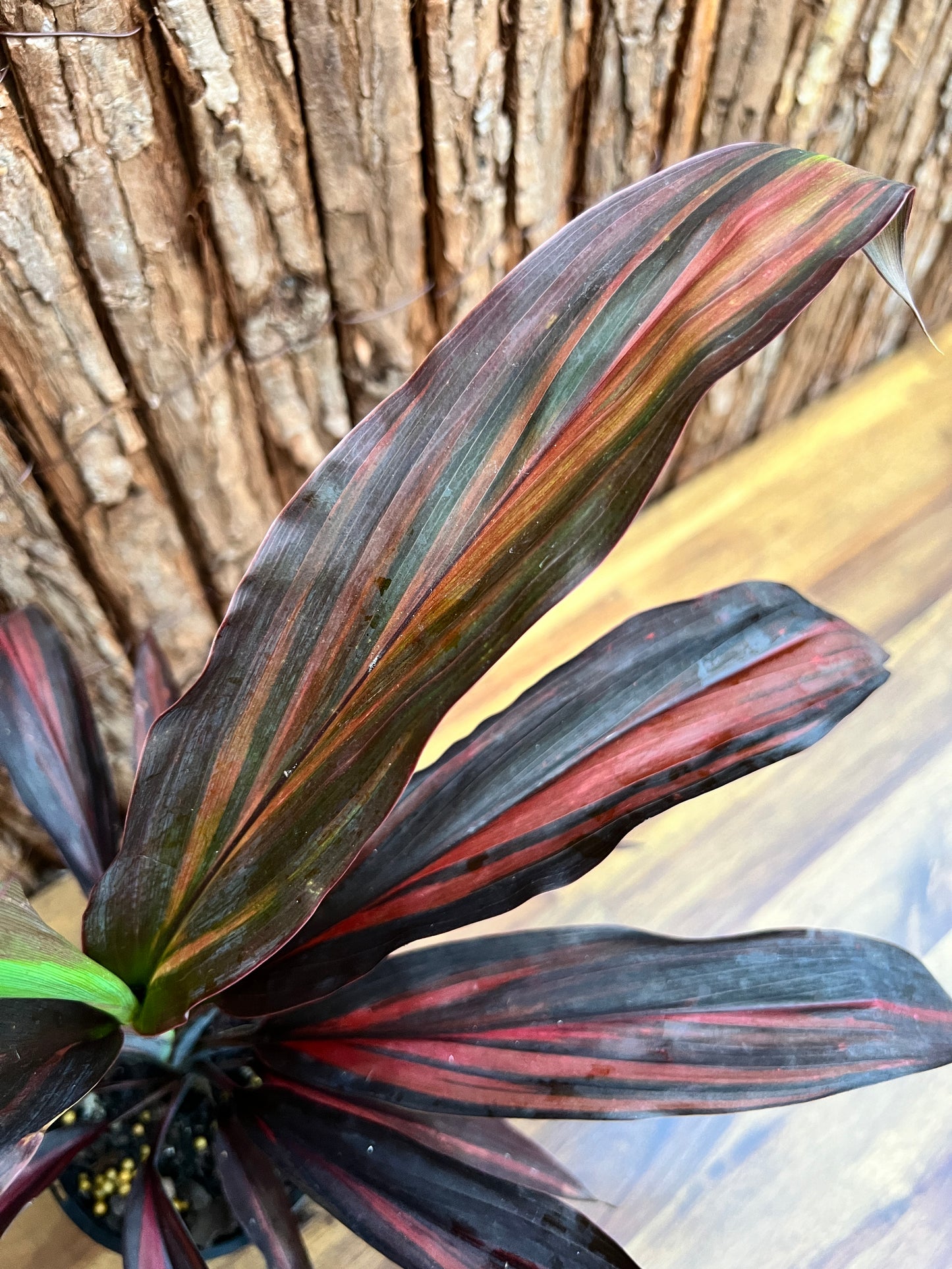 Cordyline Negera Diamond D44