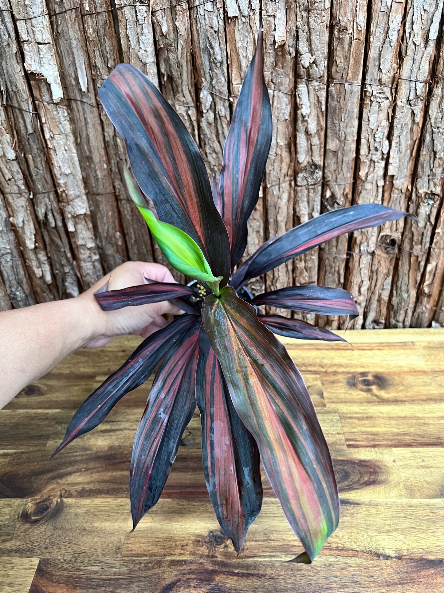 Cordyline Negera Diamond D44