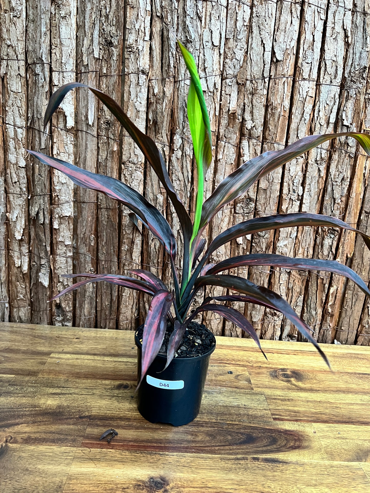 Cordyline Negera Diamond D44