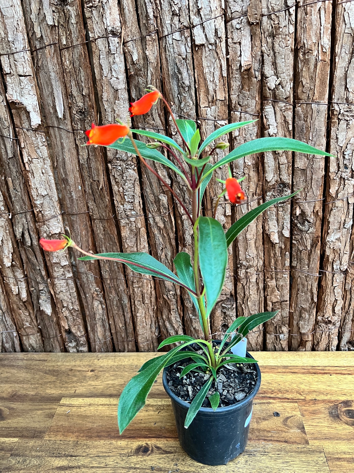 Gloxinia sylvatica Bolivian Sunset D45