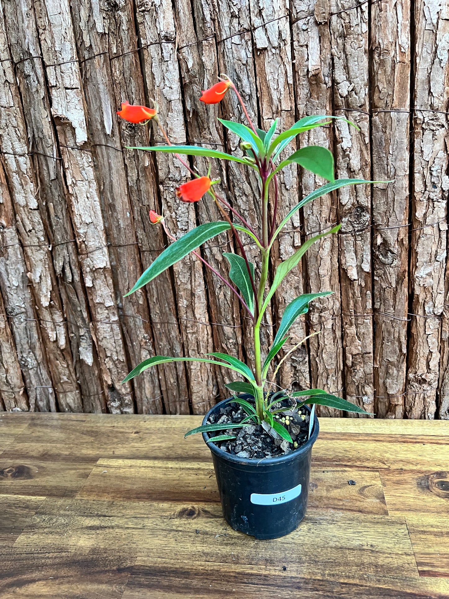 Gloxinia sylvatica Bolivian Sunset D45