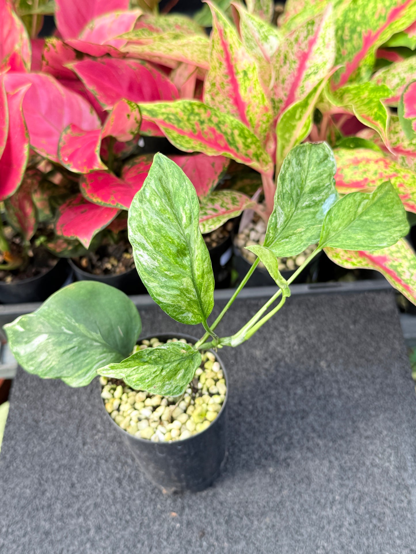 Epipremnum pinnatum 'Bali Hanoman' NONTC L43