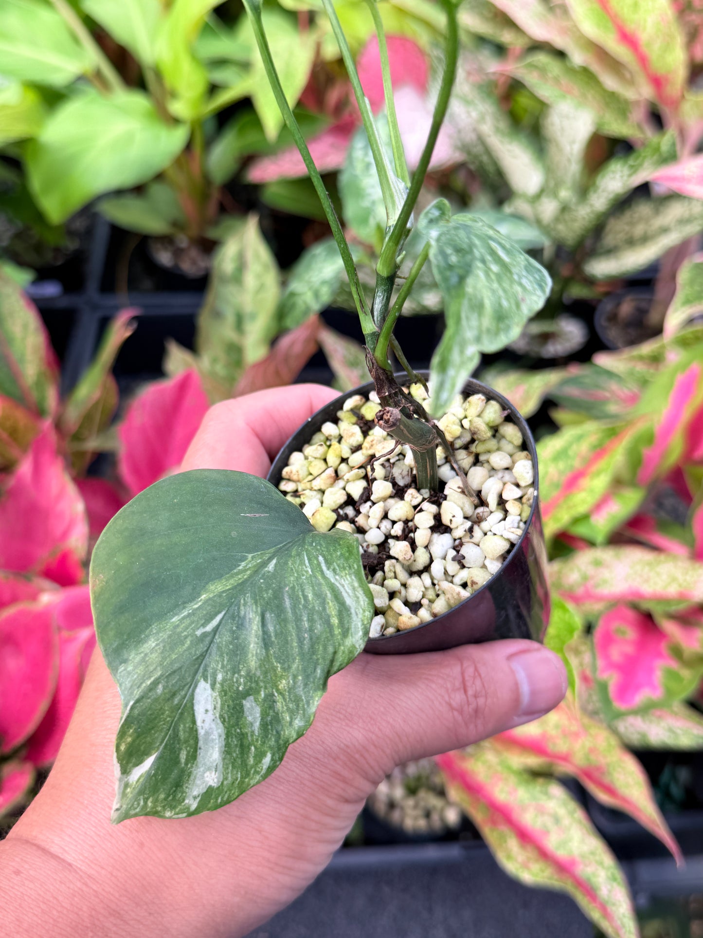 Epipremnum pinnatum 'Bali Hanoman' NONTC L43