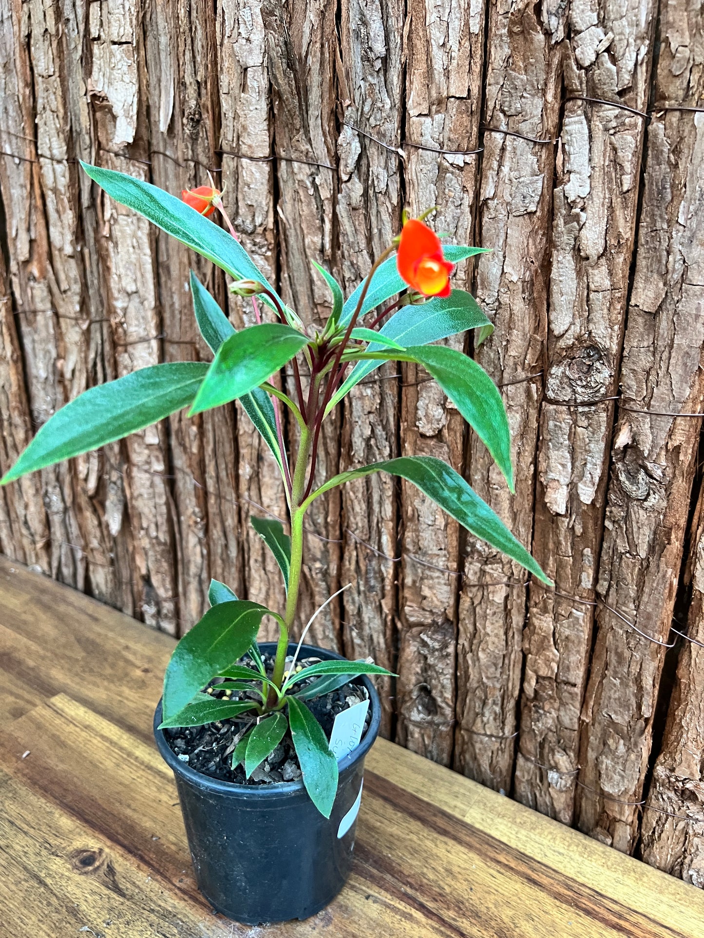 Gloxinia sylvatica Bolivian Sunset D46