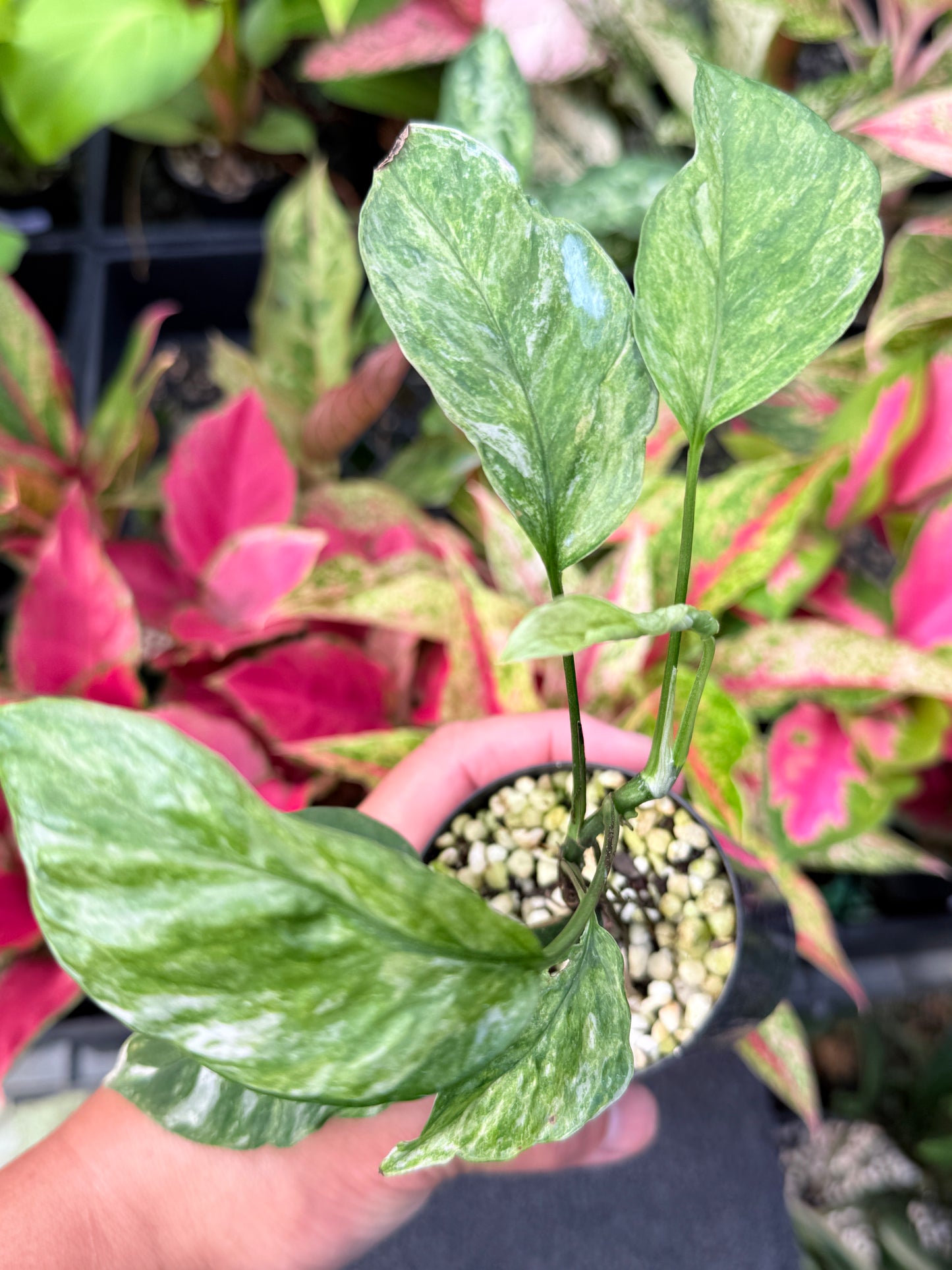 Epipremnum pinnatum 'Bali Hanoman' NONTC L43