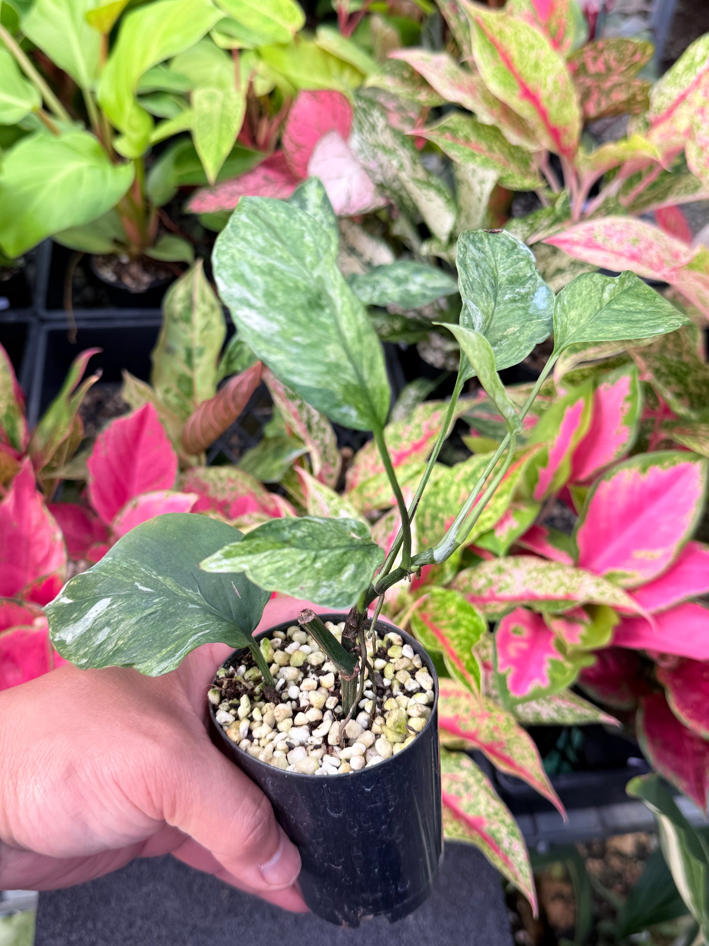 Epipremnum pinnatum 'Bali Hanoman' NONTC L43