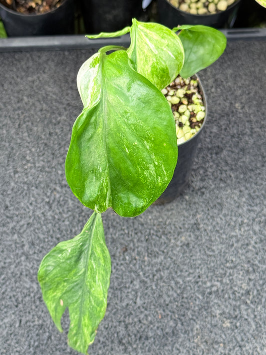 Epipremnum pinnatum 'Bali Hanoman' NONTC L44