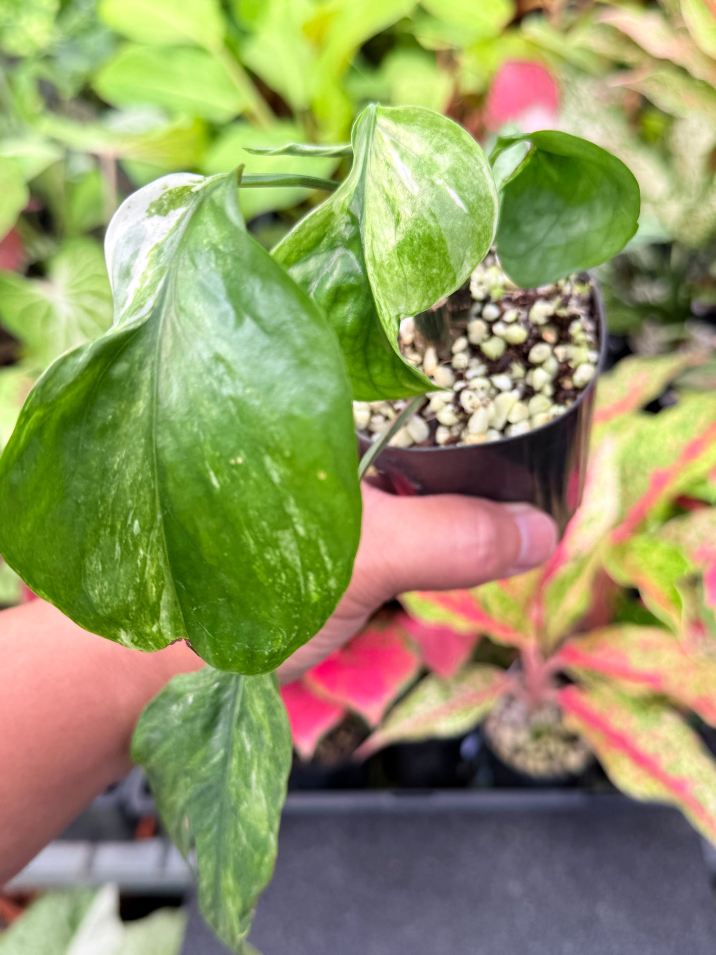 Epipremnum pinnatum 'Bali Hanoman' NONTC L44