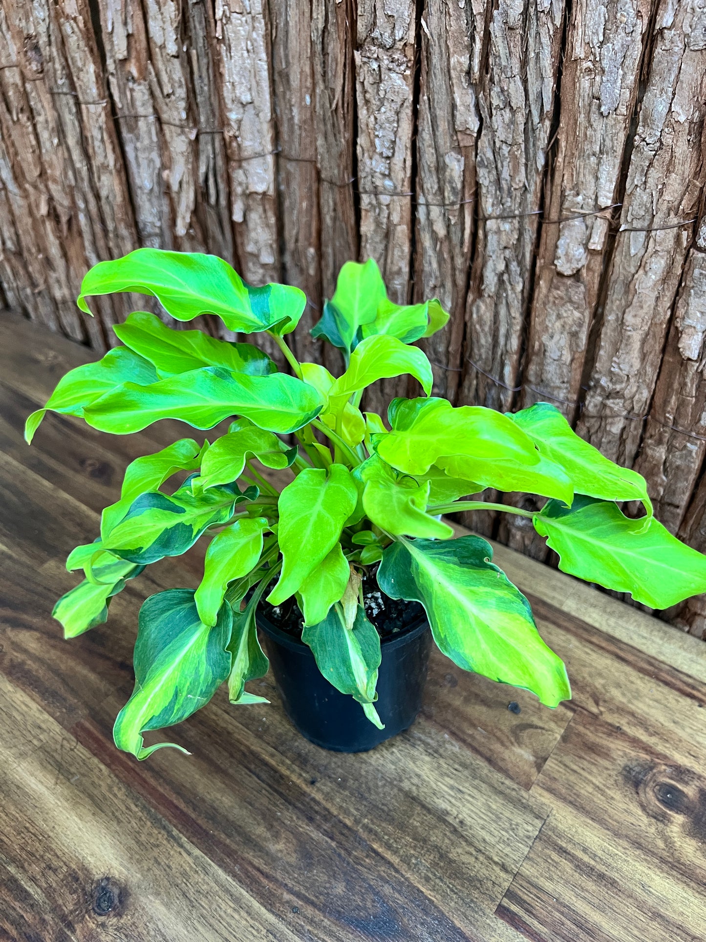 Thaumatophyllum (Prev. Philodendron) Xanadu variegata D47