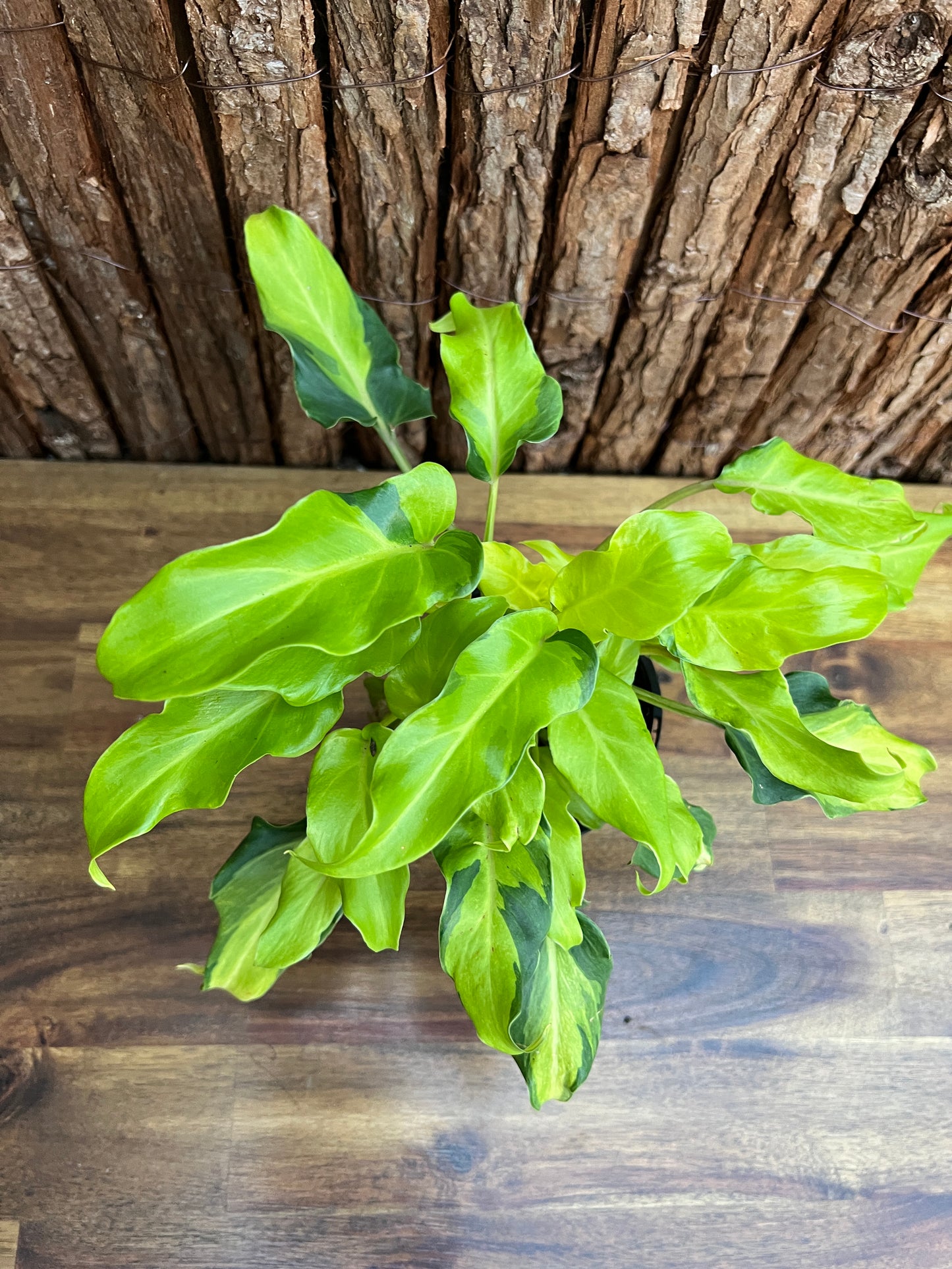 Thaumatophyllum (Prev. Philodendron) Xanadu variegata D47