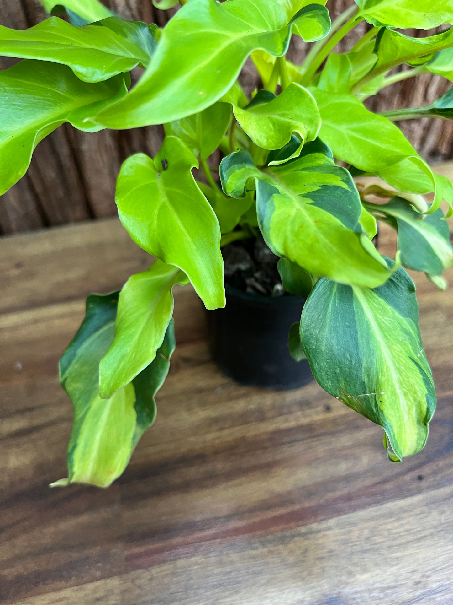 Thaumatophyllum (Prev. Philodendron) Xanadu variegata D47