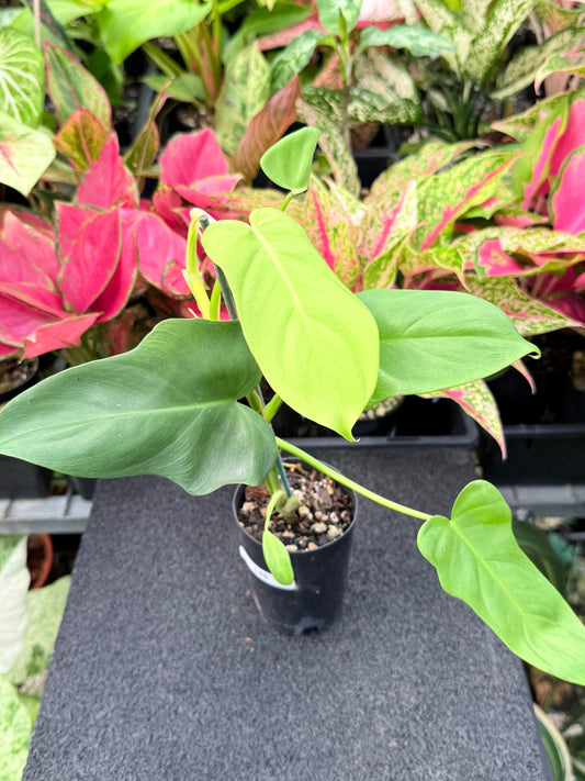 Philodendron bipennifolium 'Aurea' (Golden Violin) L45